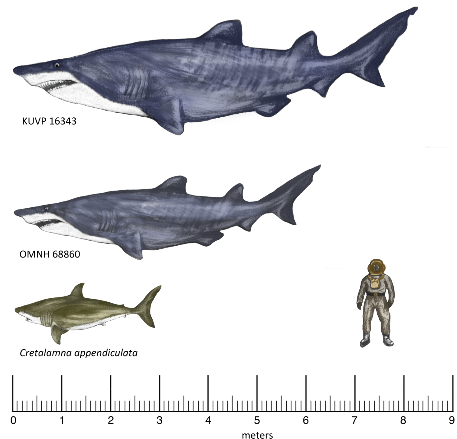 Shark Scale